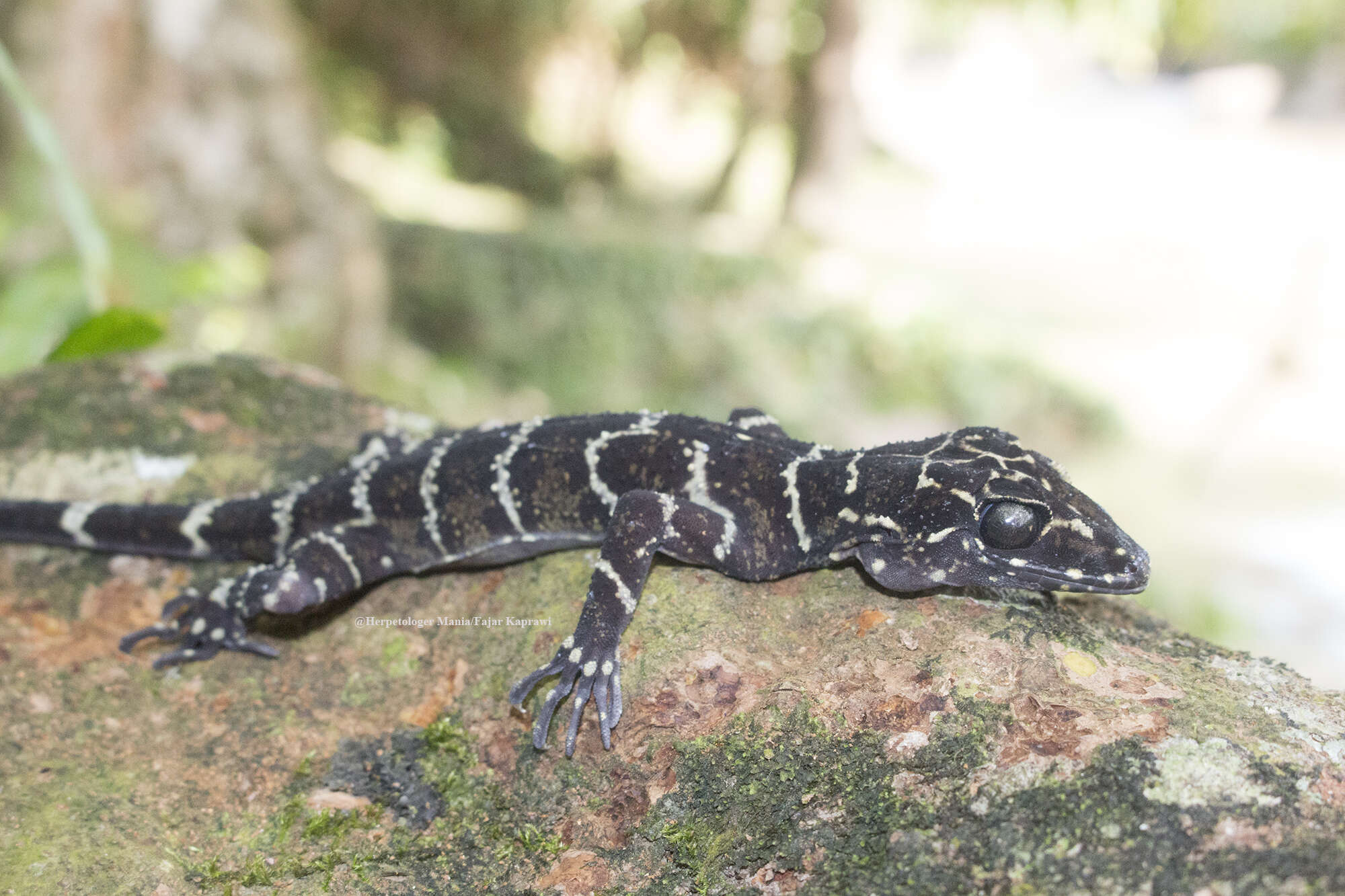 Image of Banded Forest Gecko