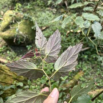 Image of Begonia buimontana Yamam.