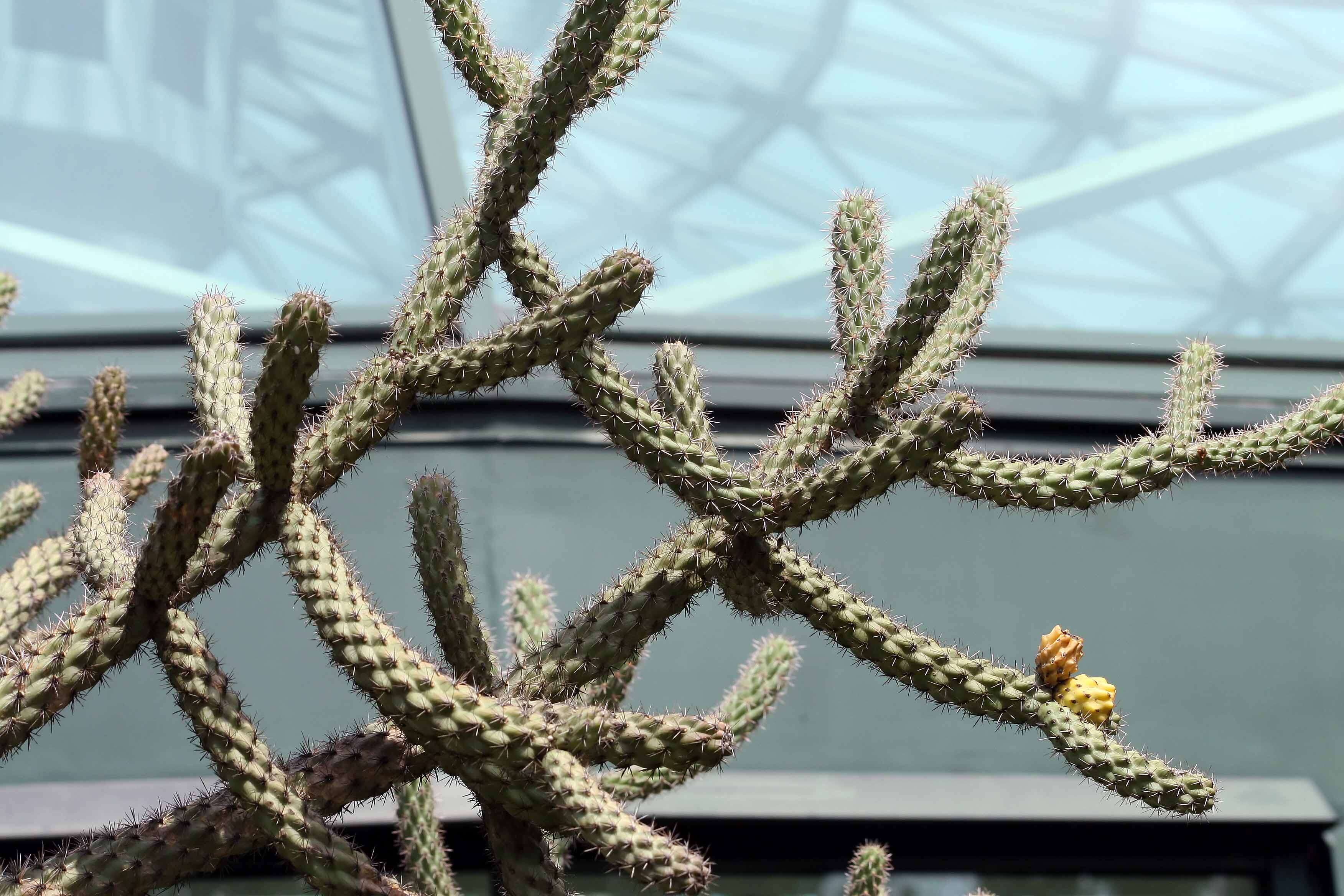 Image de Cylindropuntia imbricata (Haw.) F. M. Knuth