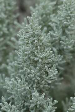 Image of lavender cotton