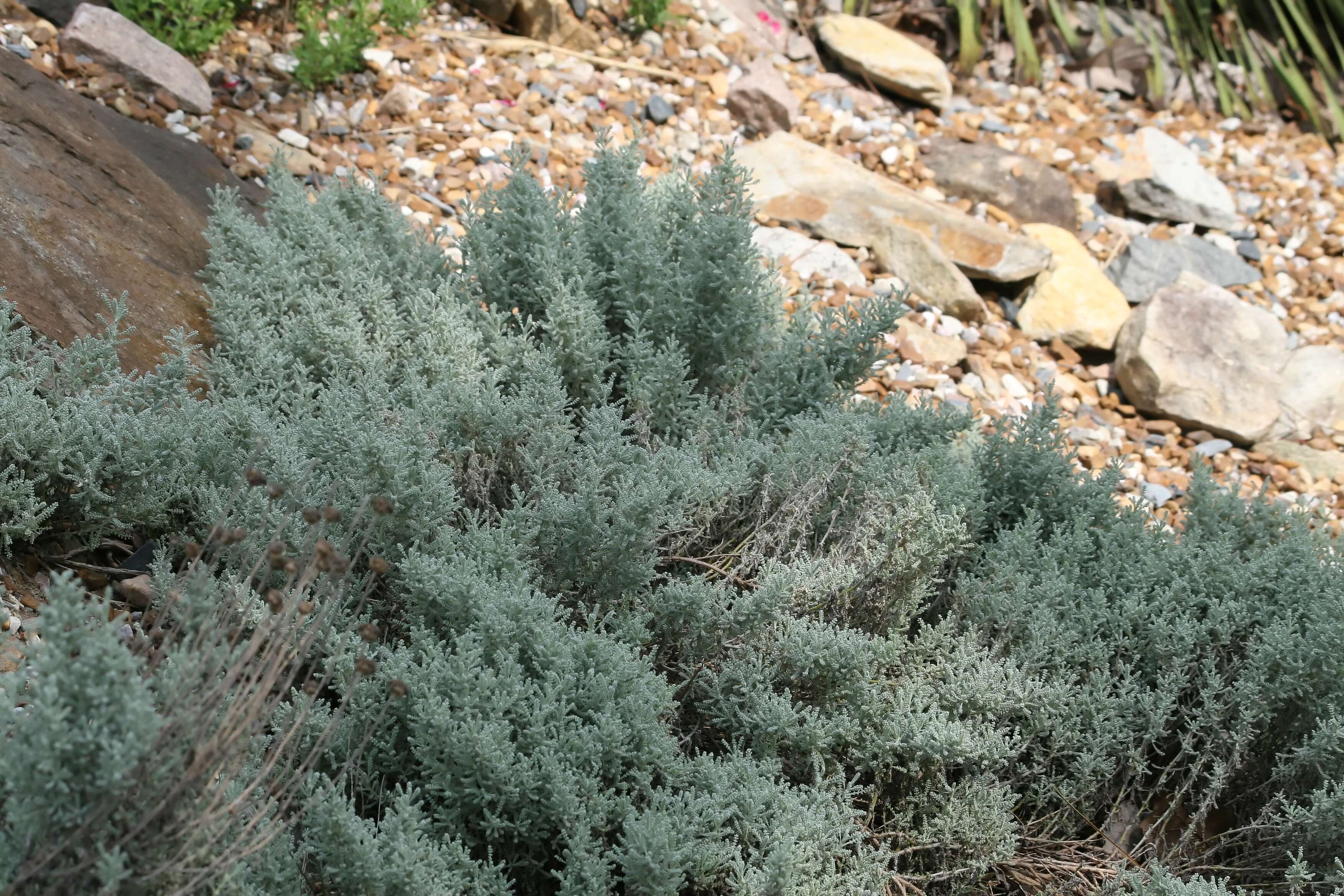 Image of lavender cotton