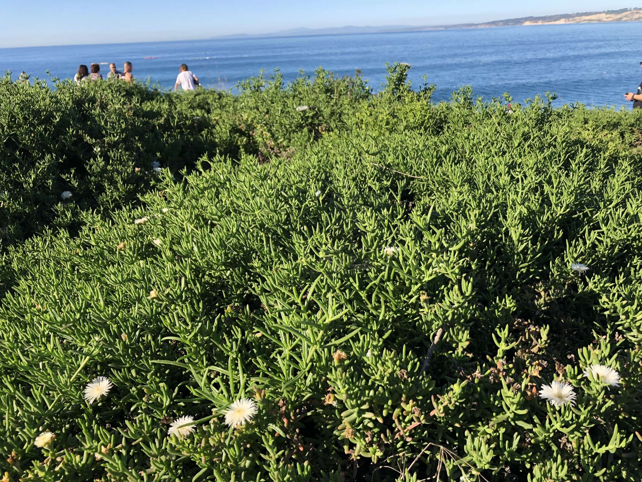 Image of Canary island marguerite