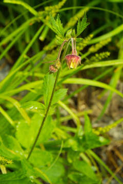 Image of Water Avens