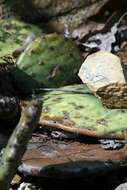 Image of Eastern Prickly Pear