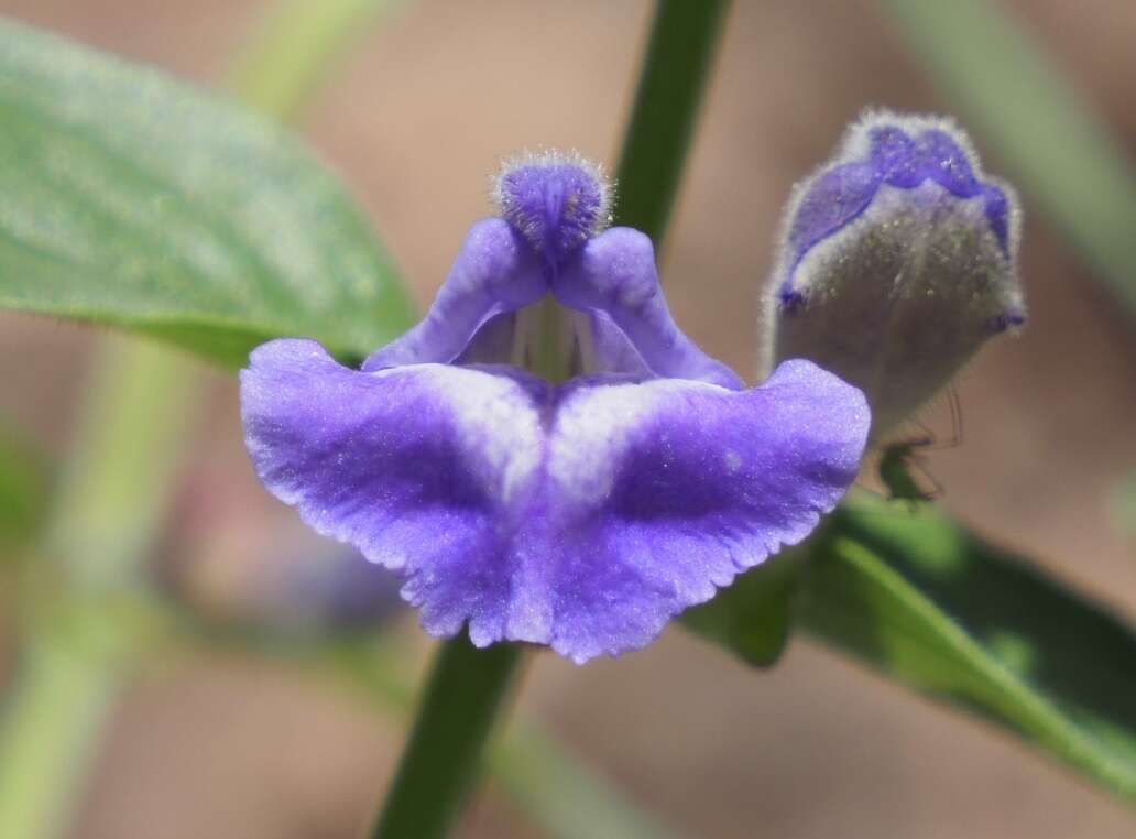 Image de Scutellaria brittonii Porter