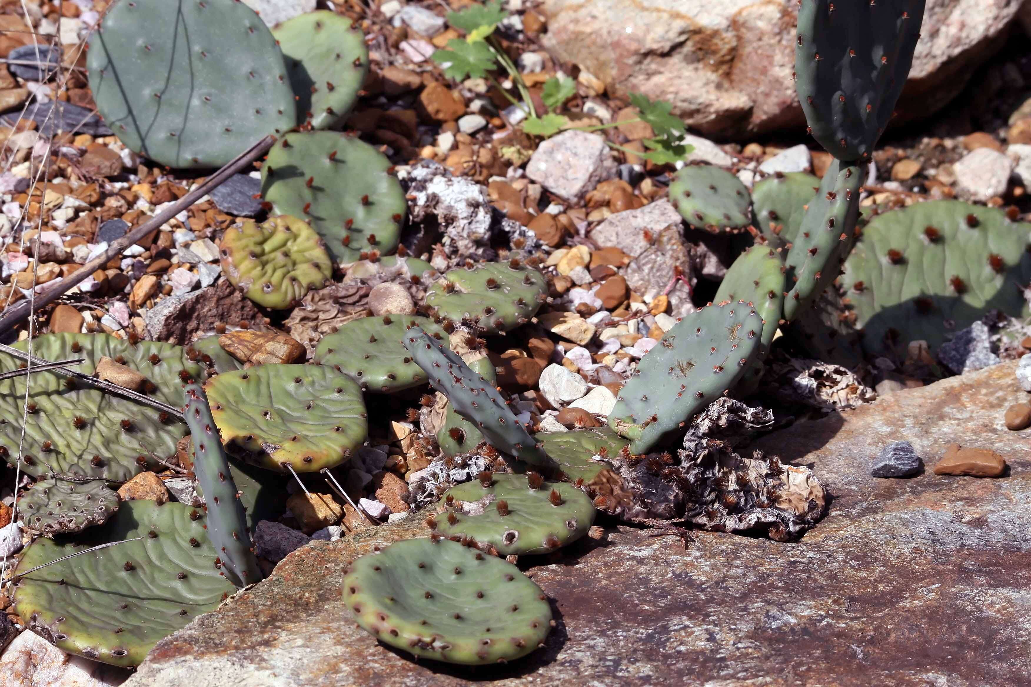 Image of Eastern Prickly Pear