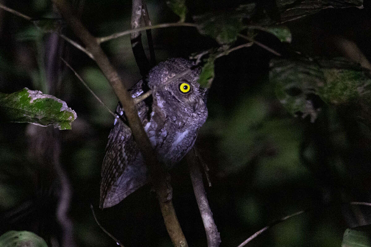 Image of Otus sunia modestus (Walden 1874)