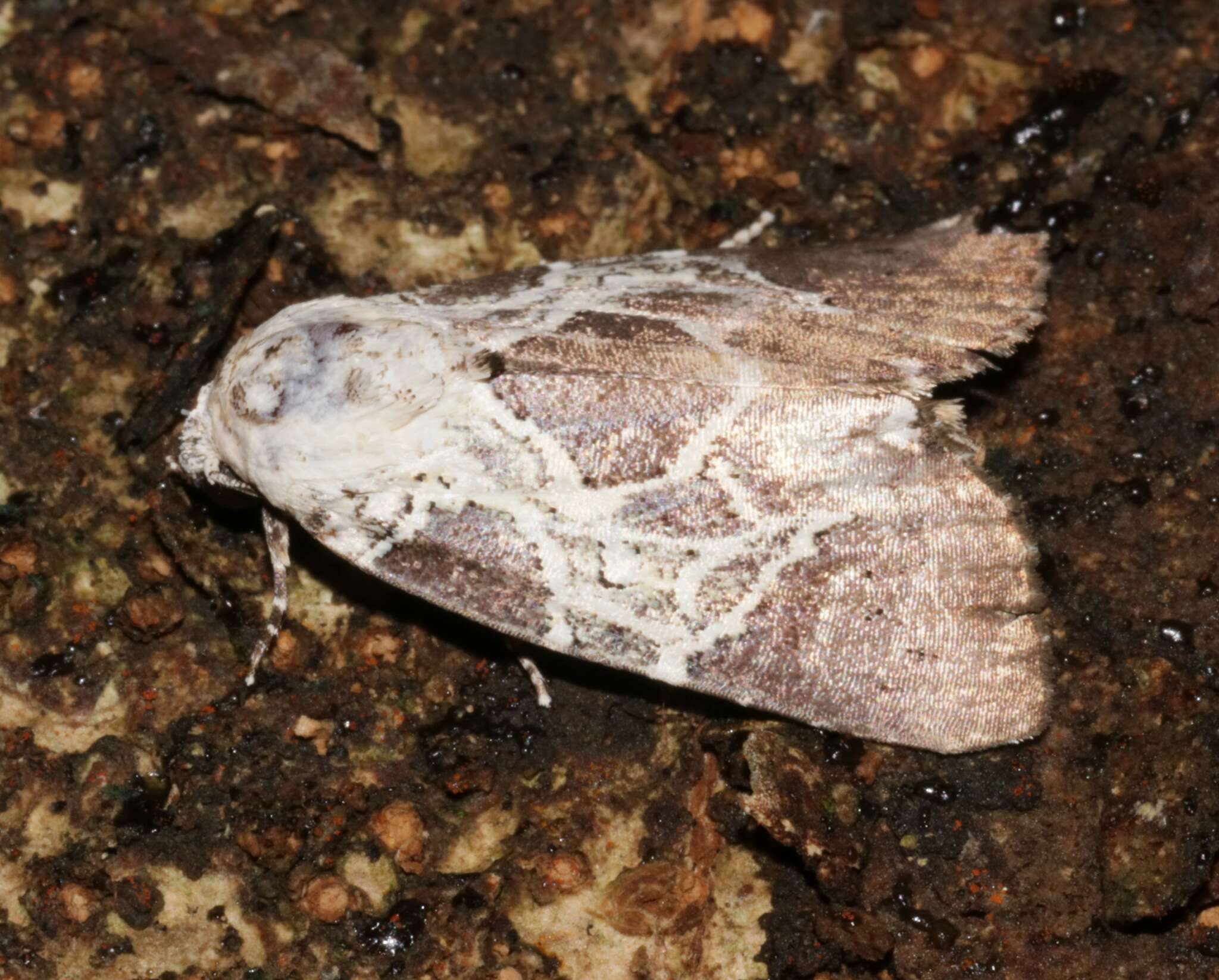 Image of Lophonycta