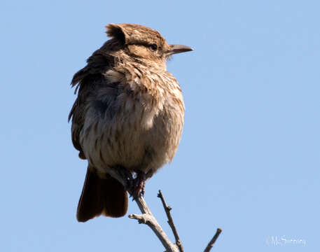 Image of Karoo Lark