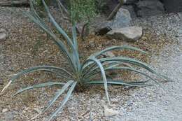 Yucca baccata Torr. resmi