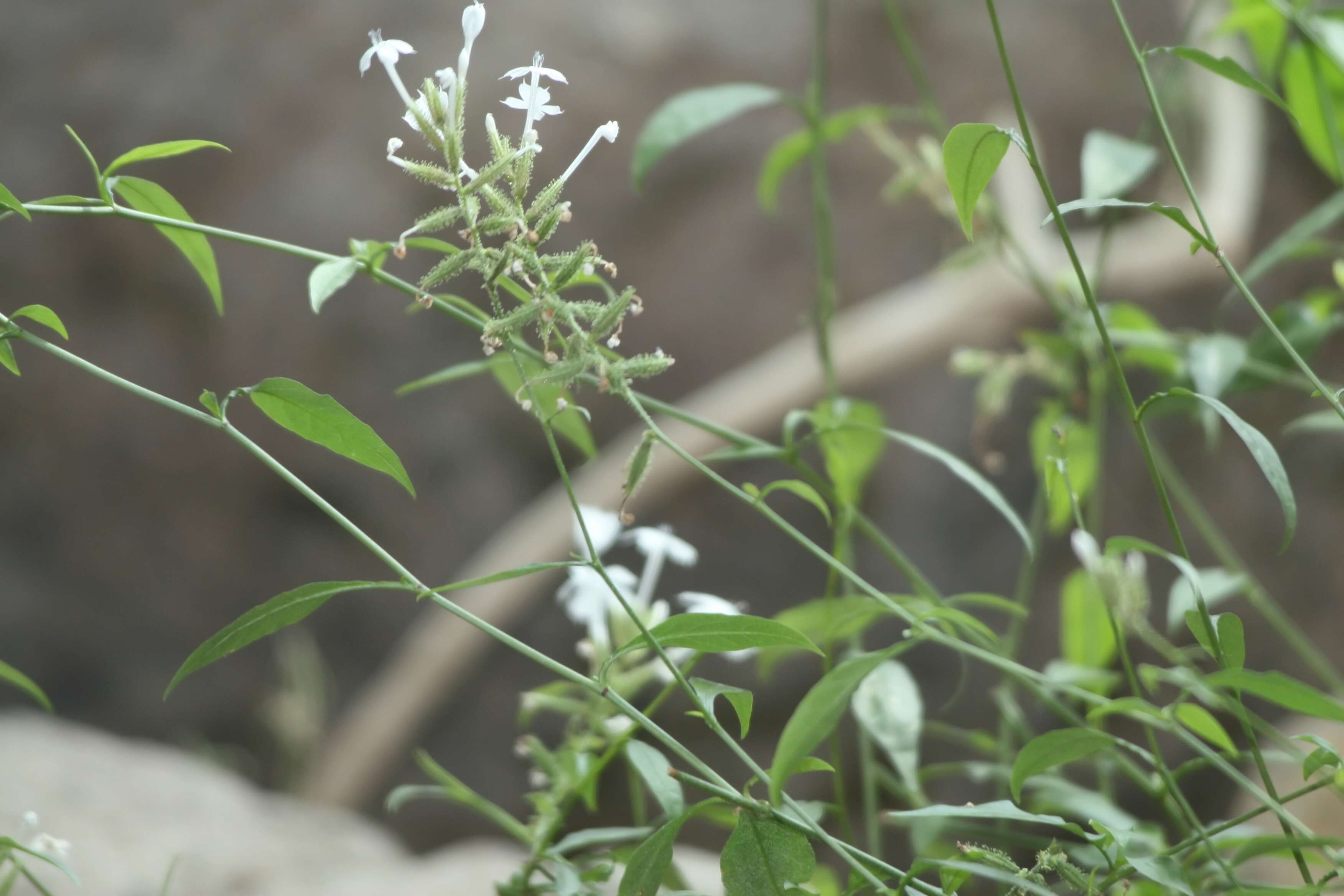 Image of wild leadwort