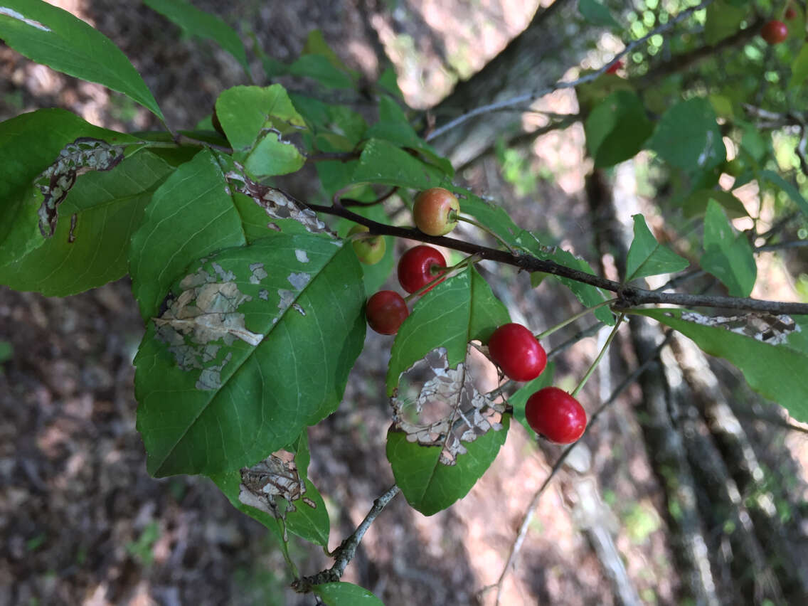 Image of Georgia Holly