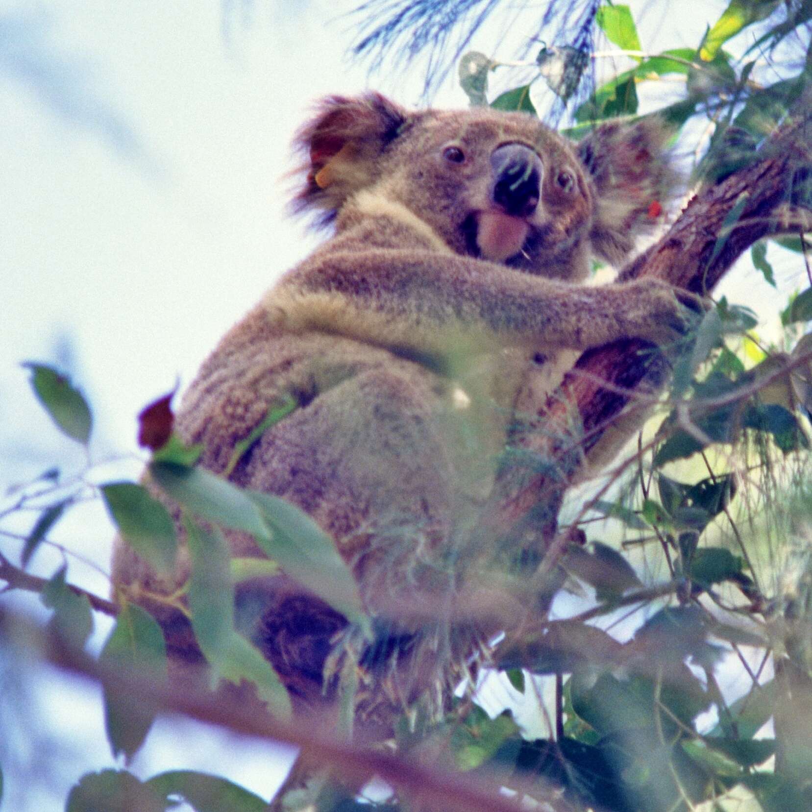 Image of koalas
