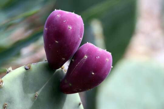 Image of Grassland Pricklypear