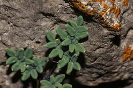 Image of powdery false cloak fern