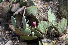 Image of Brownspine Pricklypear