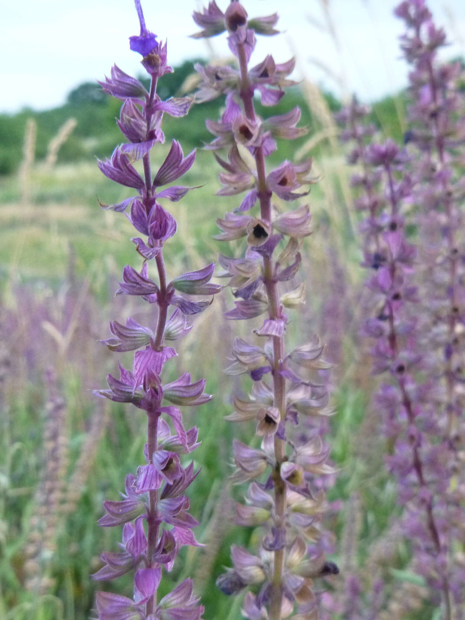 Imagem de Salvia nemorosa L.