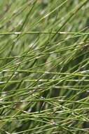 Image of American Ephedra