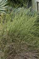 Image of American Ephedra