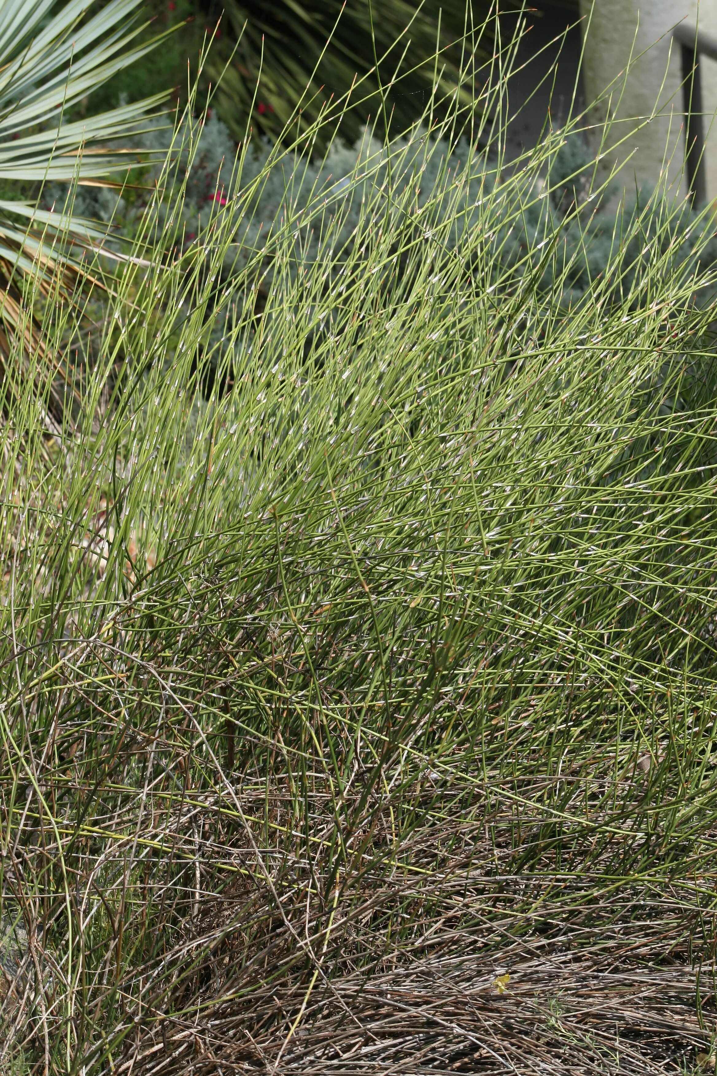 Image of American Ephedra