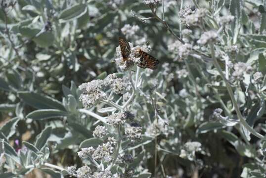 Image of woolly yerba santa