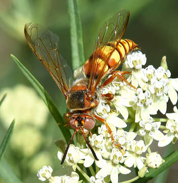 Image of Western Cicada Killer