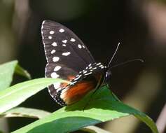 Imagem de Tithorea tarricina hecalesina Felder & Felder 1865