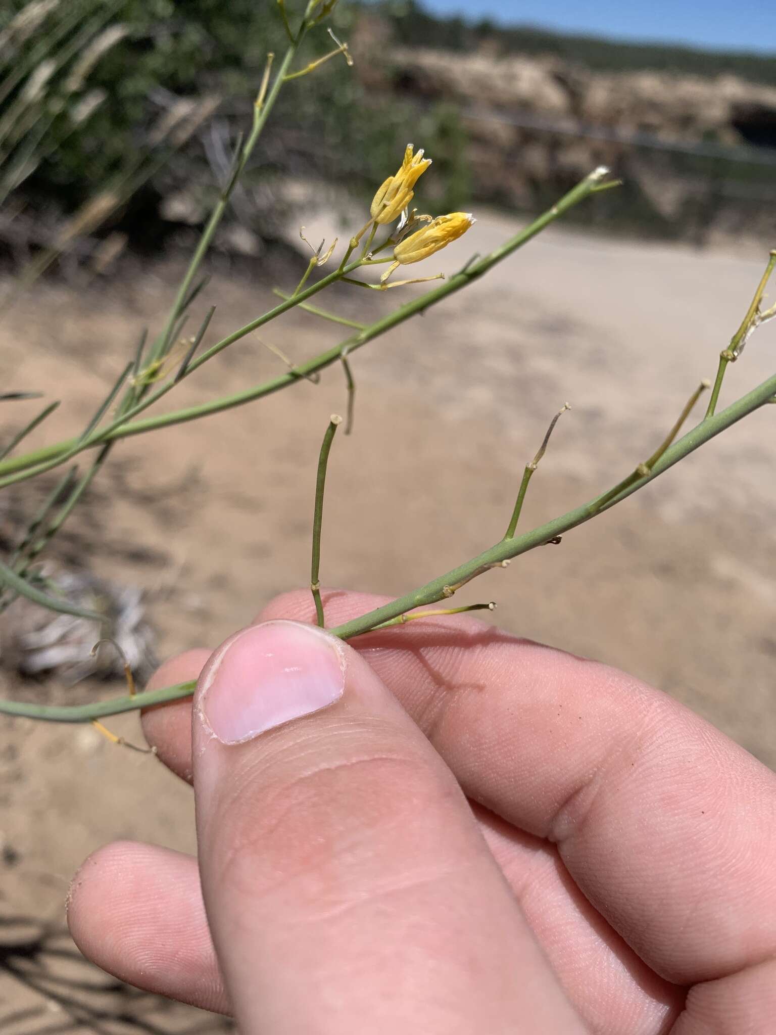 Image of flaxleaf plainsmustard