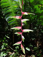 Image of Heliconia chartacea Lane ex Barreiros