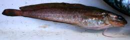 Image of Red hake