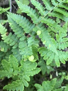 Image of Taphrina californica Mix 1938