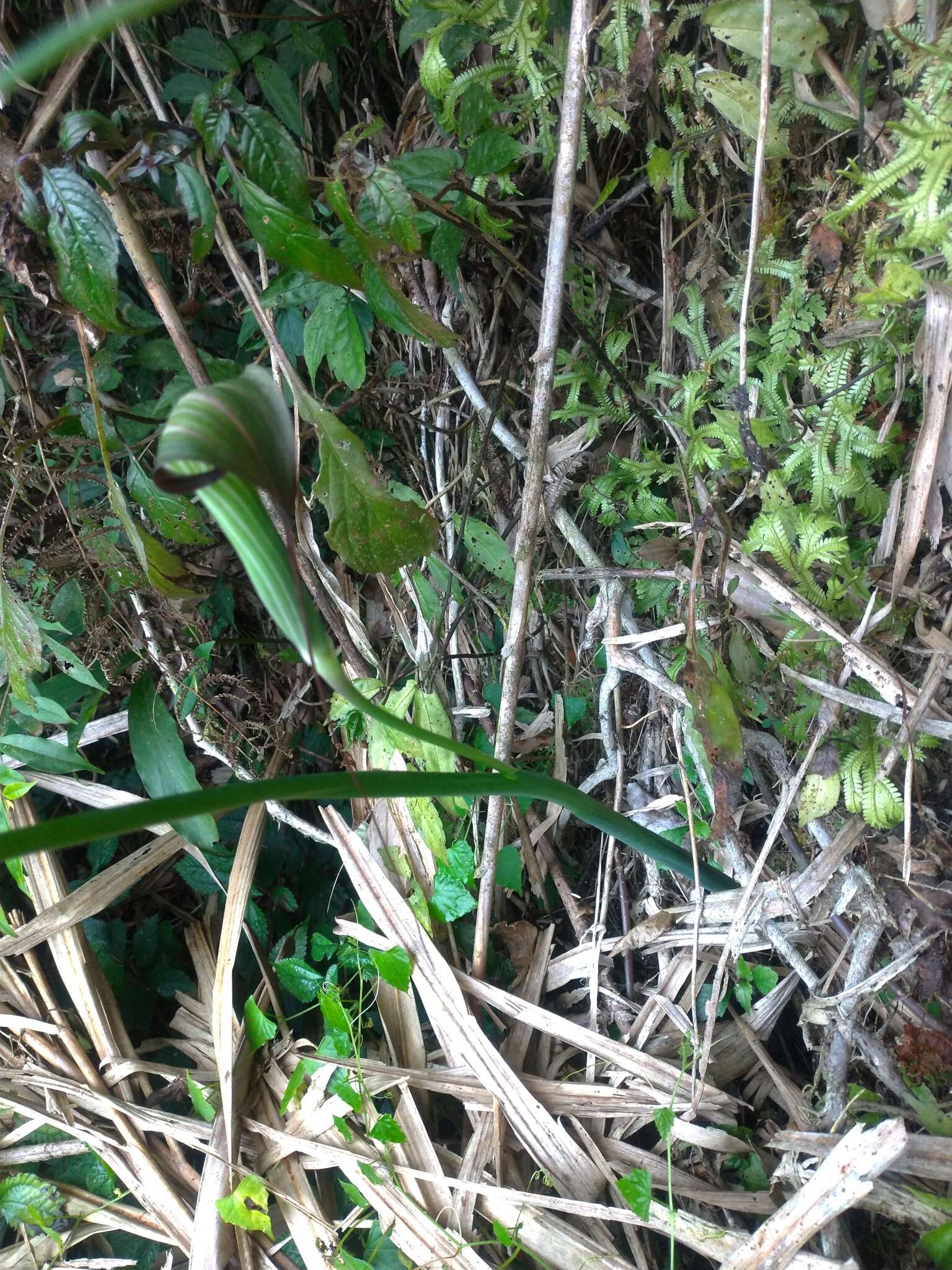 Image of Arisaema consanguineum Schott