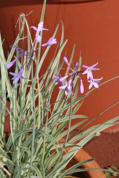 Tulbaghia violacea Harv. resmi