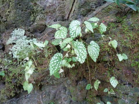 Image of Begonia rostrata Welw. ex Hook. fil.