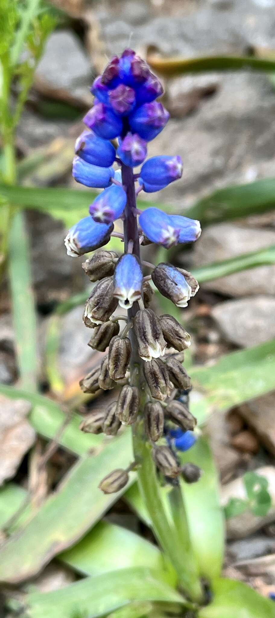 Слика од Bellevalia dubia subsp. boissieri (Freyn) Feinbrun