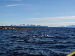 Image of Black Chilean Dolphin