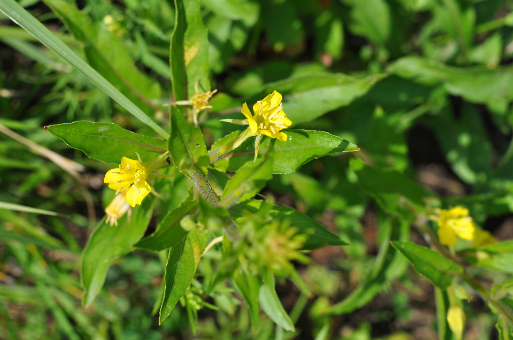 Image of evening primrose