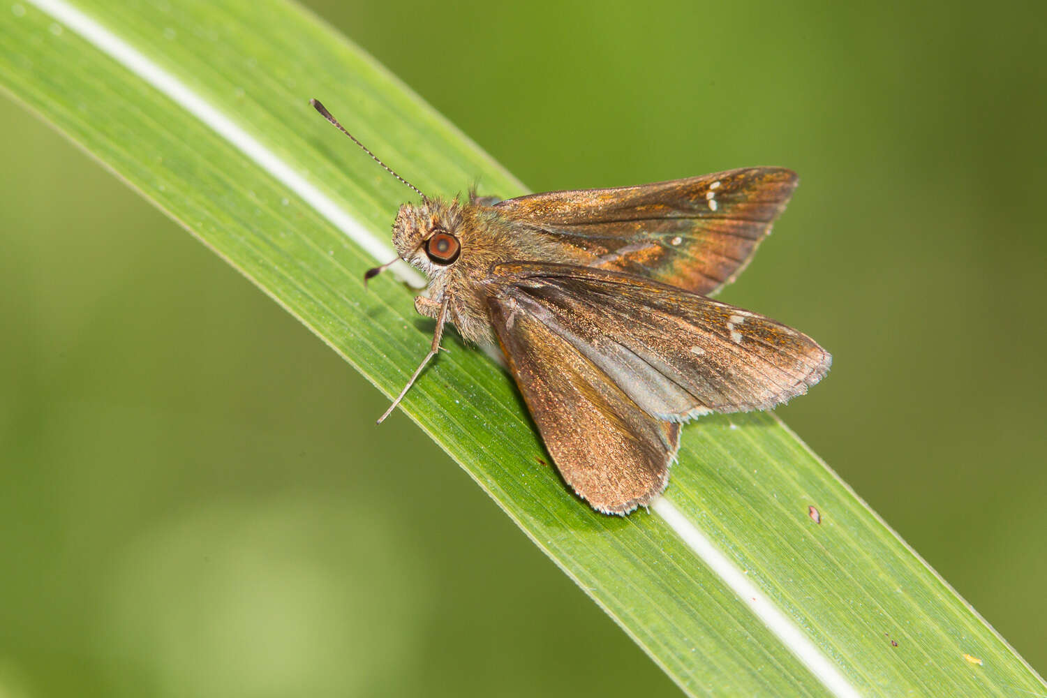 Image of Clouded Skipper