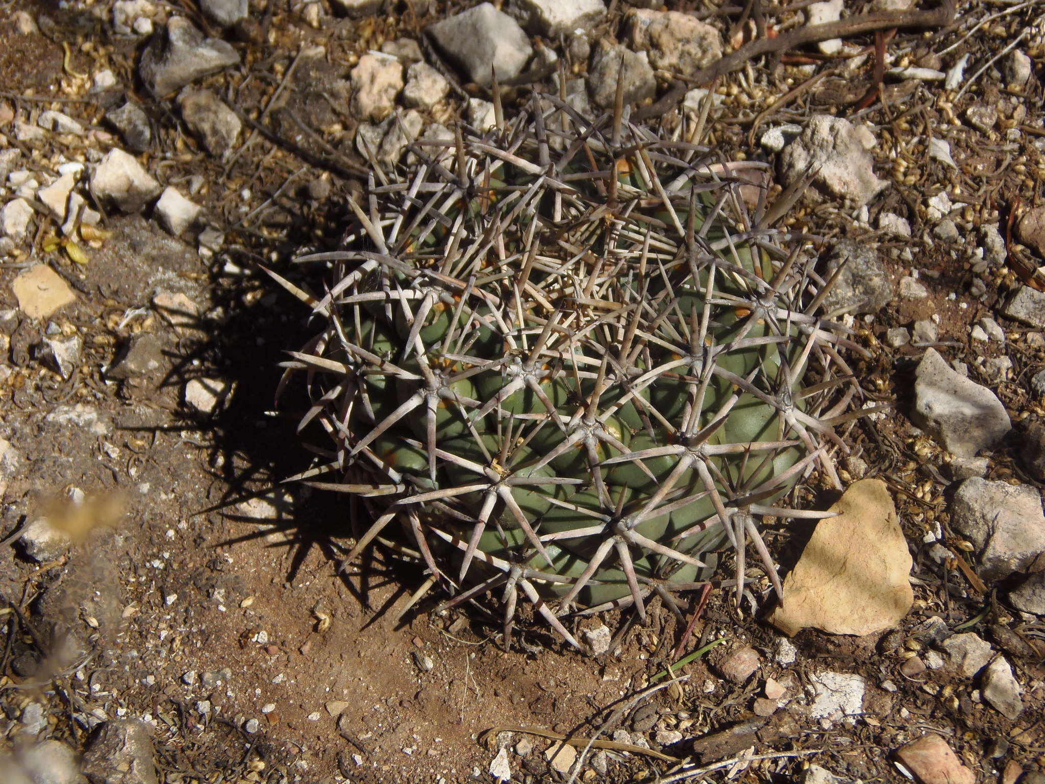 Image of Coryphantha poselgeriana (A. Dietr.) Britton & Rose