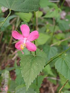 Imagem de Hibiscus phoeniceus Jacq.