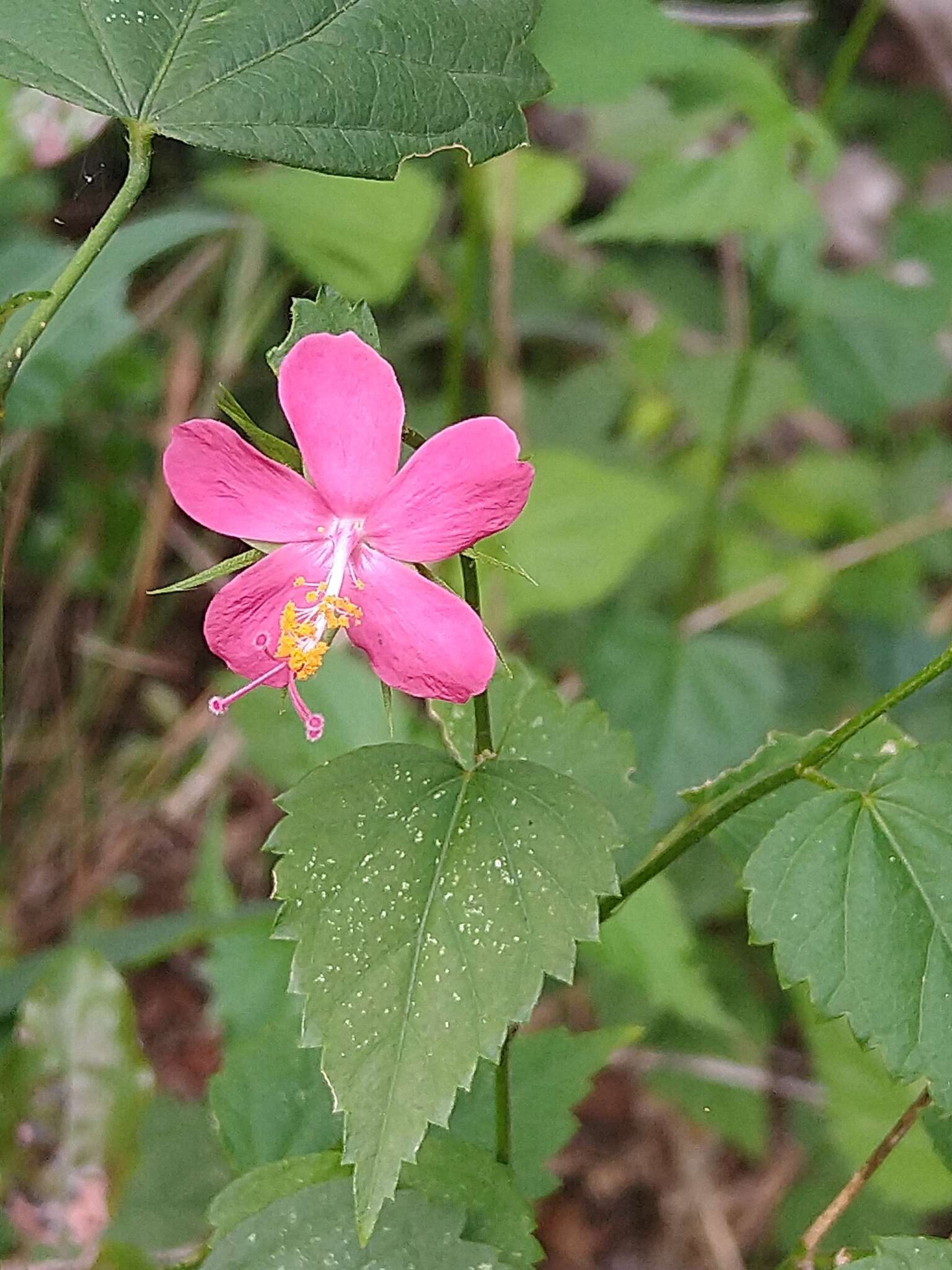 Image of Brazilian rosemallow