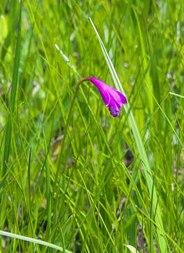 Image of Eleorchis japonica (A. Gray) F. Maek.