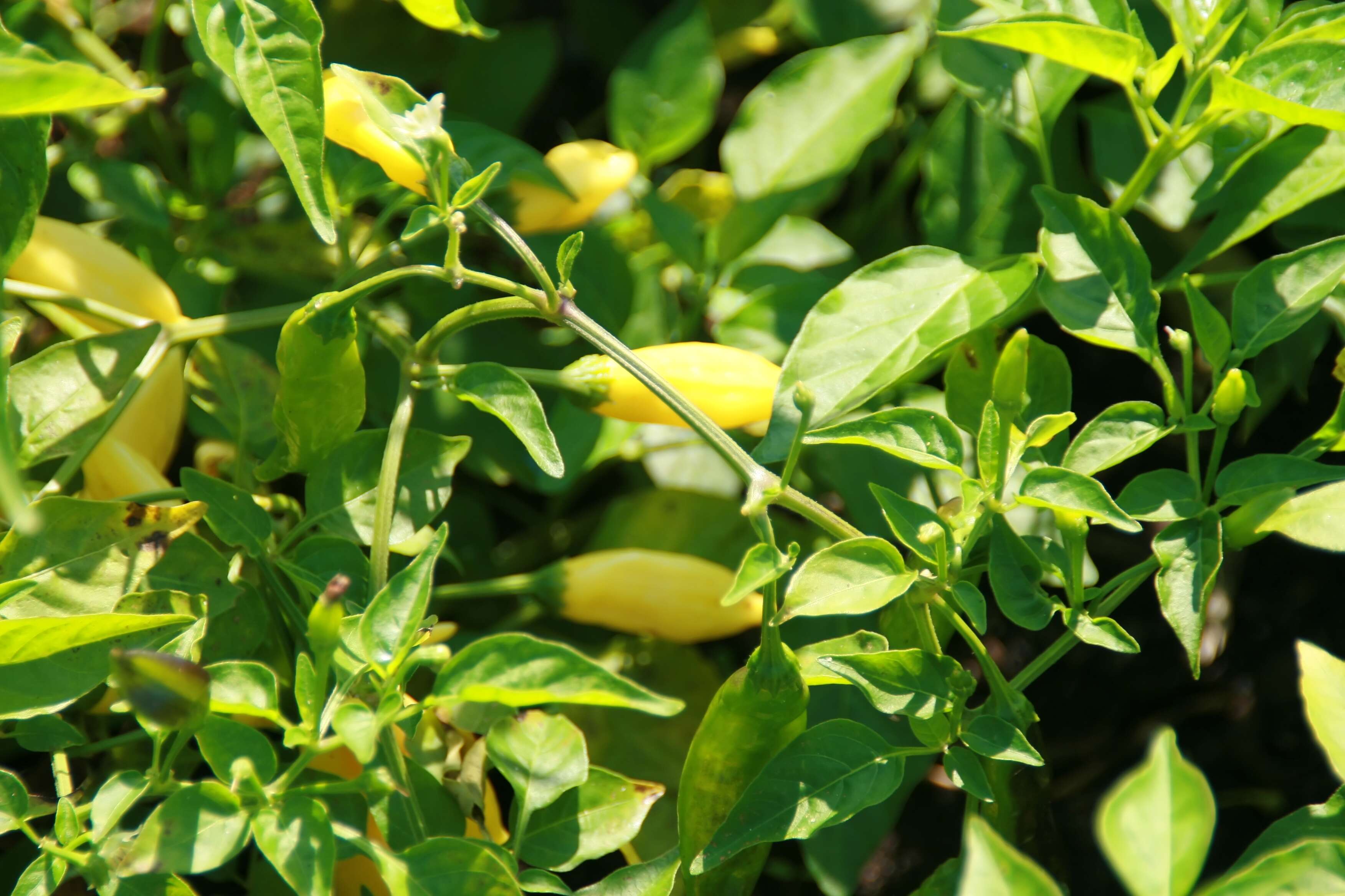 Plancia ëd Capsicum baccatum L.