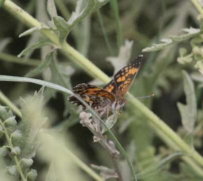 Image of Gorgone Checkerspot