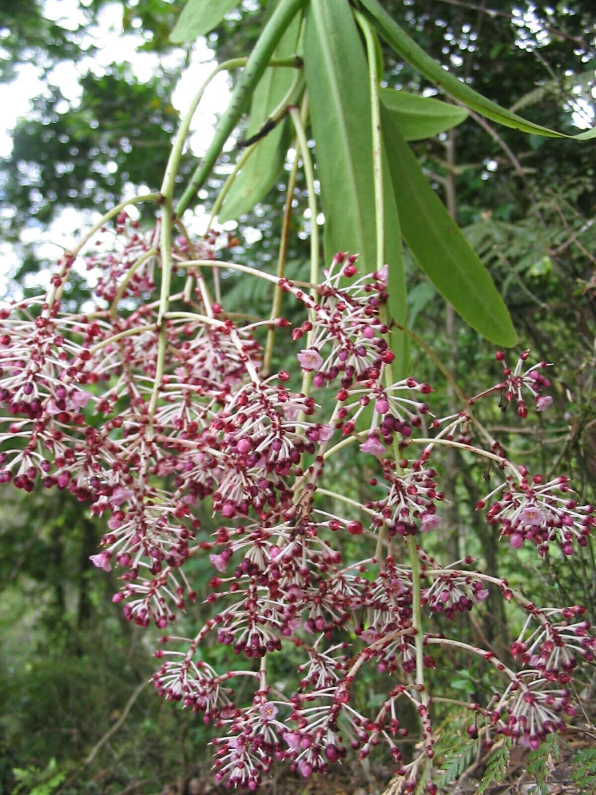 Image of Tapeinosperma gracile Mez