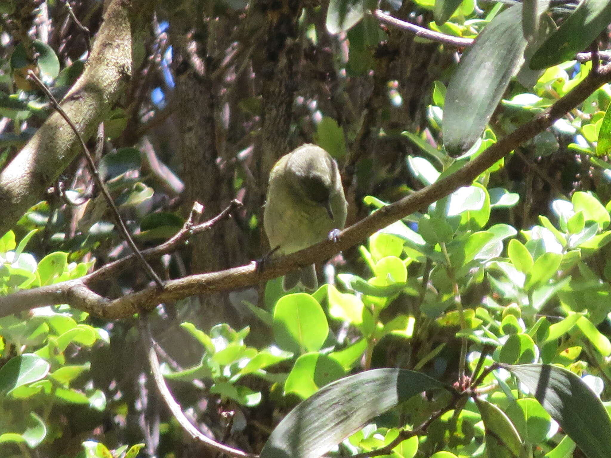 Chlorodrepanis virens virens (Gmelin & JF 1788)的圖片