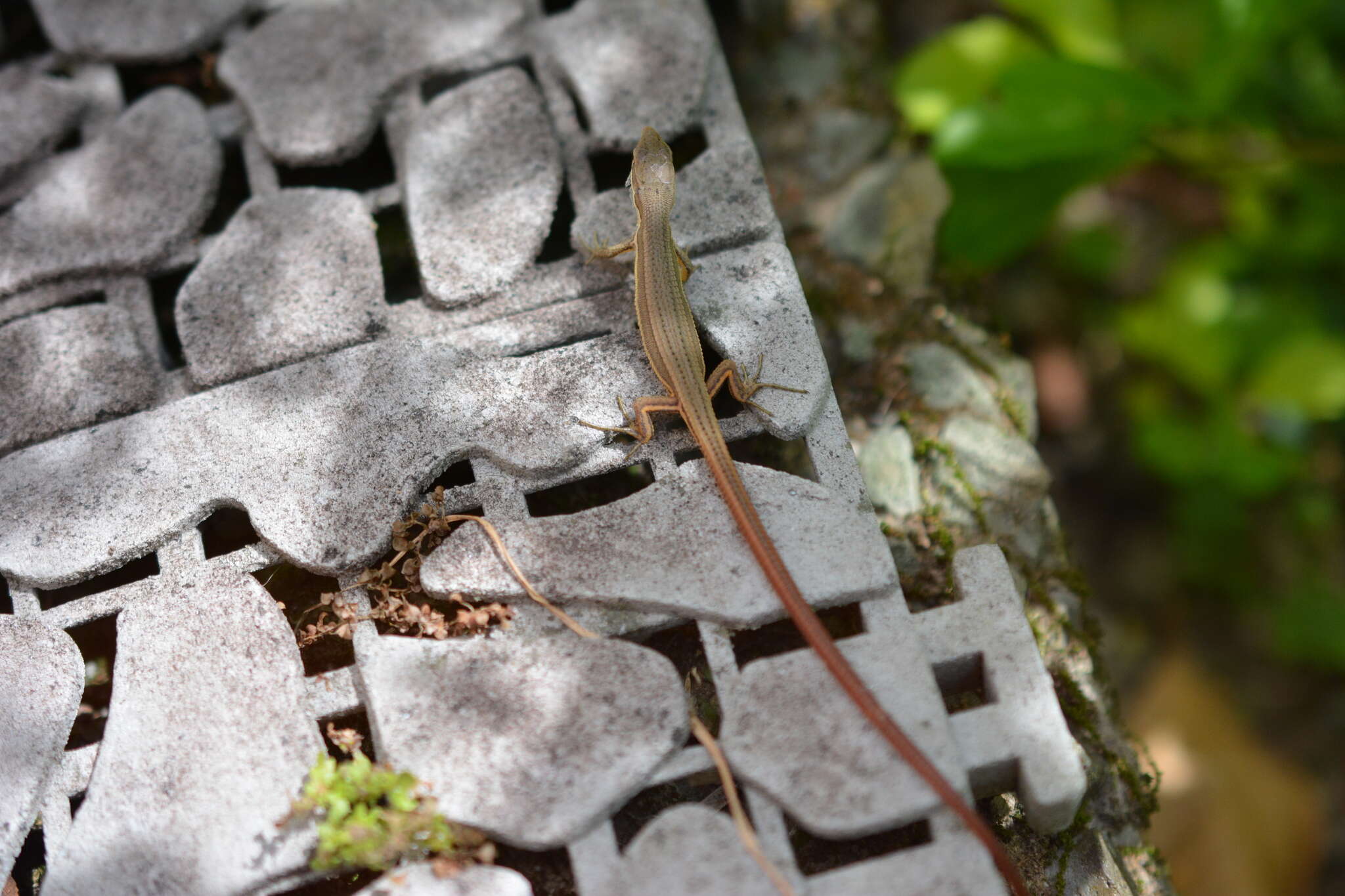 Image of Kuhne’s Grass Lizard