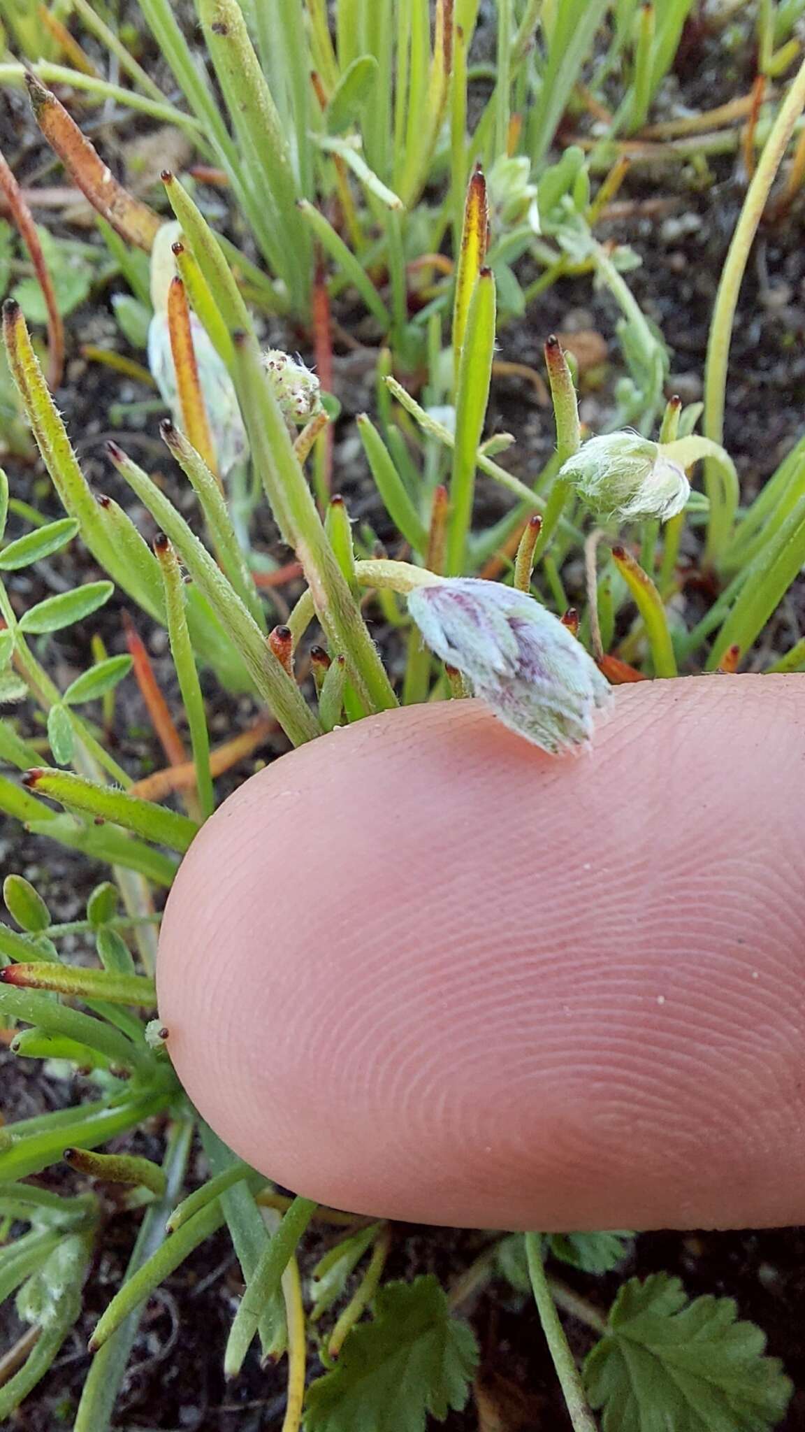 Image of Plantago litorea Phil.