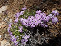 Imagem de Phlox austromontana Coville