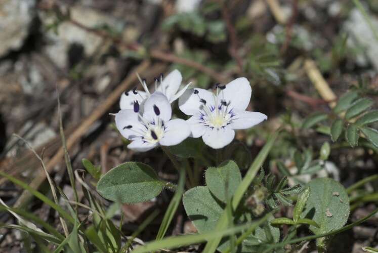 Image of Howell's phacelia